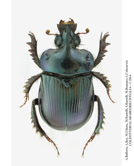 Ceratophyus rossii, maschio